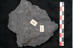 Foto (Detailansicht) von Callipteris sp.  (NHMW-GEO-2024-0188-10916)